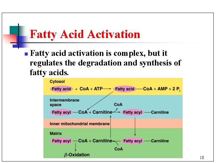 Fatty Acid Activation n Fatty acid activation is complex, but it regulates the degradation
