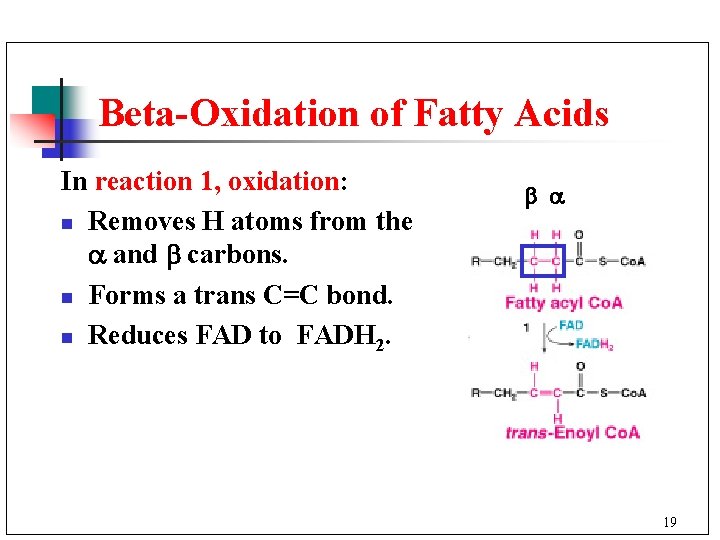 Beta-Oxidation of Fatty Acids In reaction 1, oxidation: n Removes H atoms from the