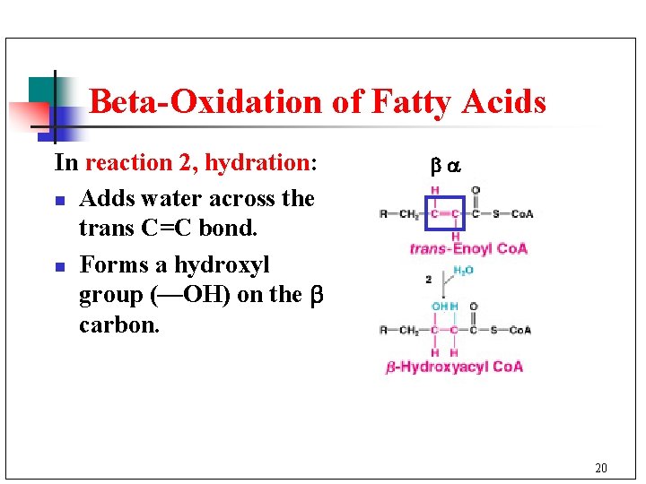 Beta-Oxidation of Fatty Acids In reaction 2, hydration: n Adds water across the trans