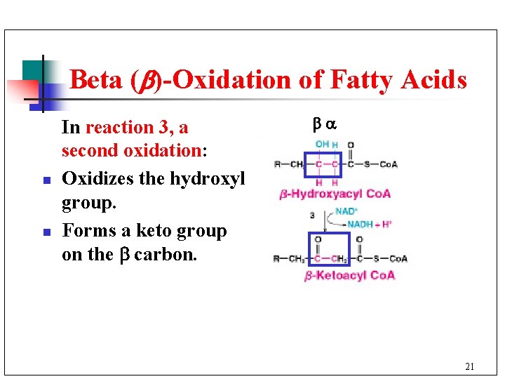 Beta ( )-Oxidation of Fatty Acids n n In reaction 3, a second oxidation: