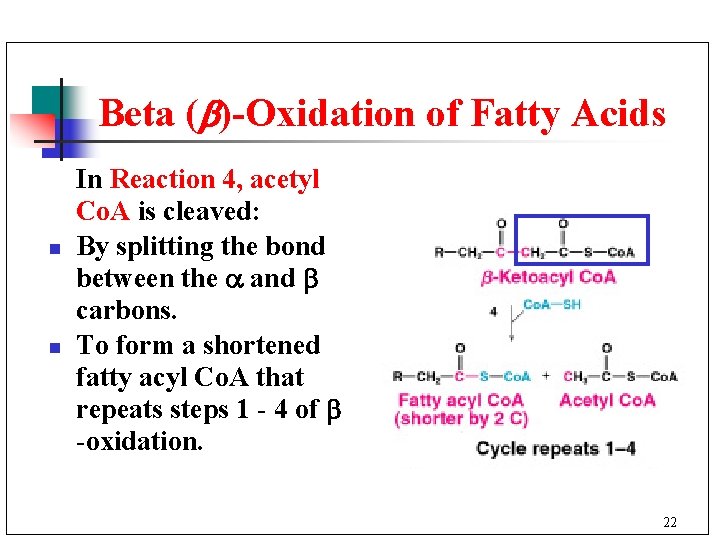Beta ( )-Oxidation of Fatty Acids n n In Reaction 4, acetyl Co. A