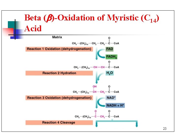 Beta ( )-Oxidation of Myristic (C 14) Acid 23 
