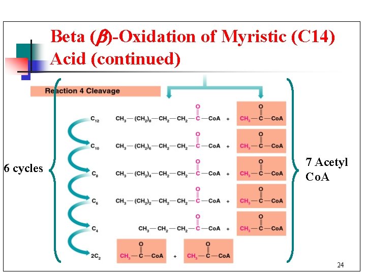 Beta ( )-Oxidation of Myristic (C 14) Acid (continued) 6 cycles 7 Acetyl Co.