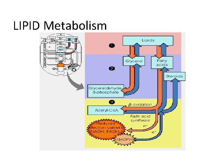 LIPID Metabolism 