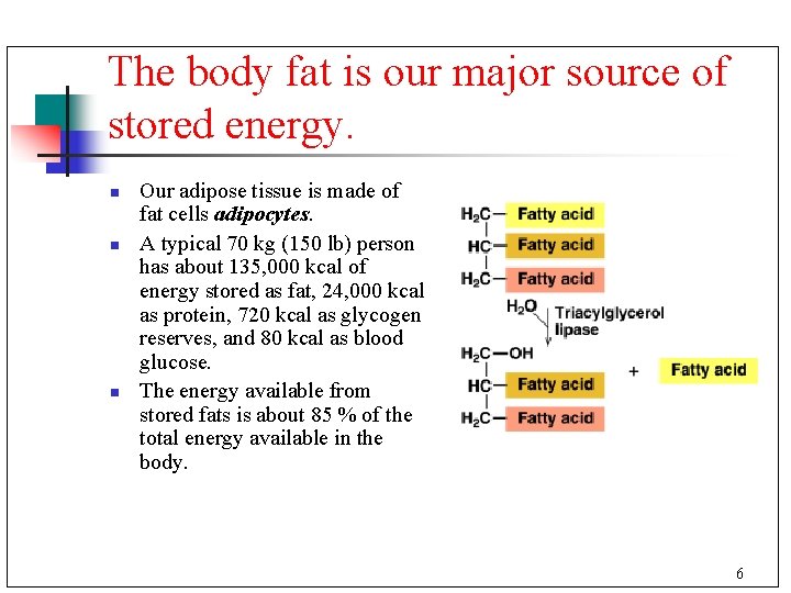 The body fat is our major source of stored energy. n n n Our