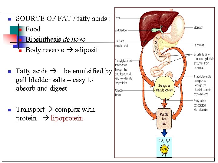 n n n SOURCE OF FAT / fatty acids : n Food n Biosinthesis