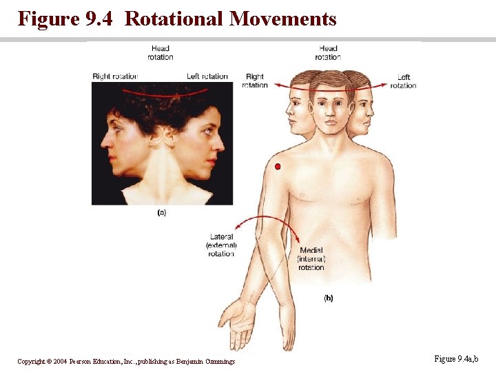 Figure 9. 4 Rotational Movements Copyright © 2004 Pearson Education, Inc. , publishing as