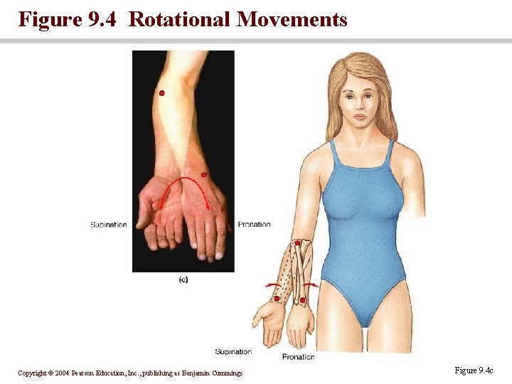 Figure 9. 4 Rotational Movements Copyright © 2004 Pearson Education, Inc. , publishing as