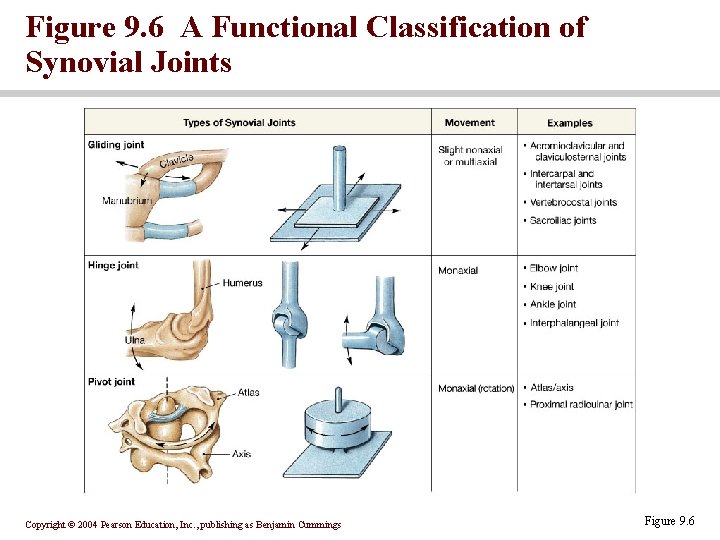 Figure 9. 6 A Functional Classification of Synovial Joints Copyright © 2004 Pearson Education,