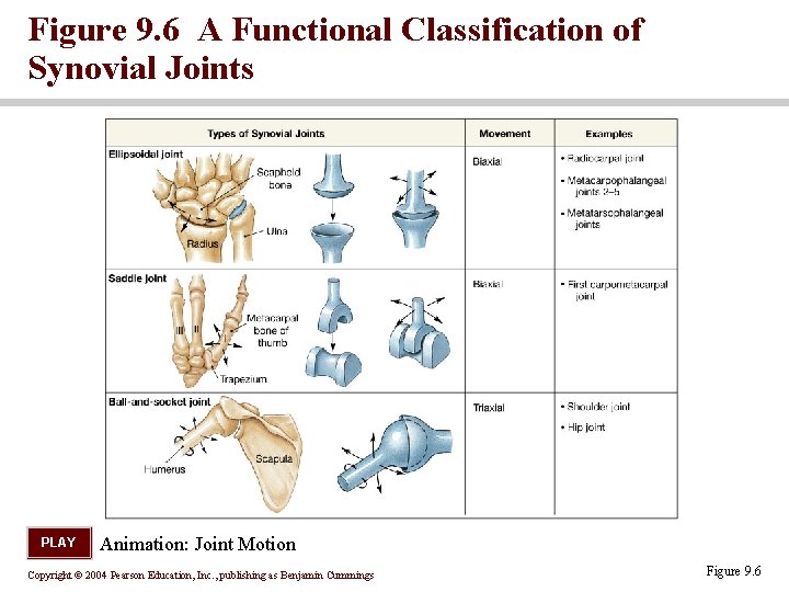 Figure 9. 6 A Functional Classification of Synovial Joints PLAY Animation: Joint Motion Copyright