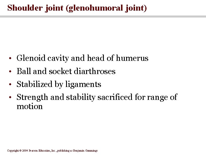 Shoulder joint (glenohumoral joint) • Glenoid cavity and head of humerus • Ball and