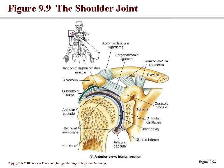 Figure 9. 9 The Shoulder Joint Copyright © 2004 Pearson Education, Inc. , publishing