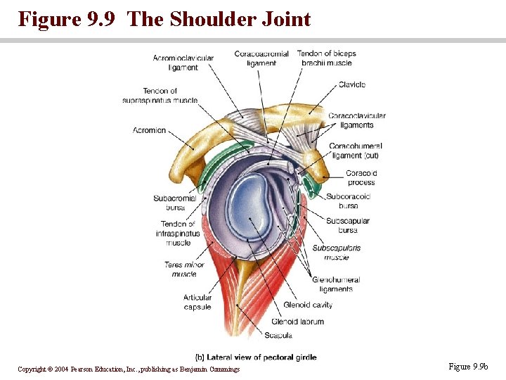 Figure 9. 9 The Shoulder Joint Copyright © 2004 Pearson Education, Inc. , publishing