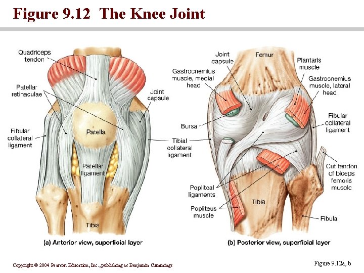 Figure 9. 12 The Knee Joint Copyright © 2004 Pearson Education, Inc. , publishing