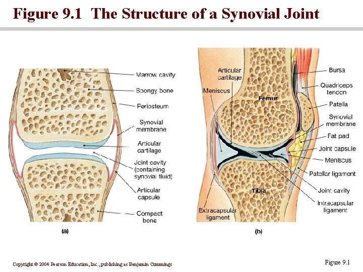 Figure 9. 1 The Structure of a Synovial Joint Copyright © 2004 Pearson Education,