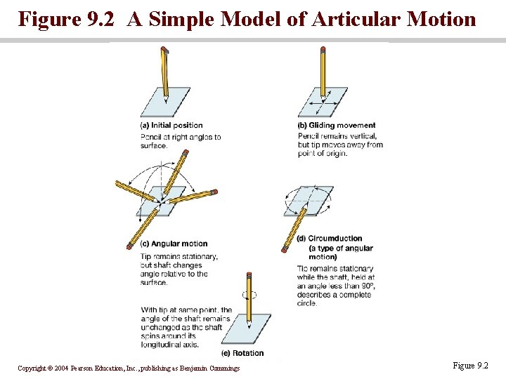 Figure 9. 2 A Simple Model of Articular Motion Copyright © 2004 Pearson Education,