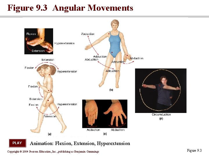 Figure 9. 3 Angular Movements PLAY Animation: Flexion, Extension, Hyperextension Copyright © 2004 Pearson