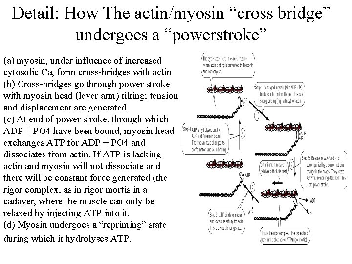 Detail: How The actin/myosin “cross bridge” undergoes a “powerstroke” (a) myosin, under influence of