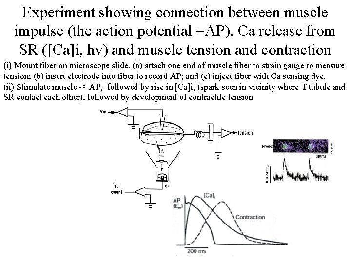 Experiment showing connection between muscle impulse (the action potential =AP), Ca release from SR