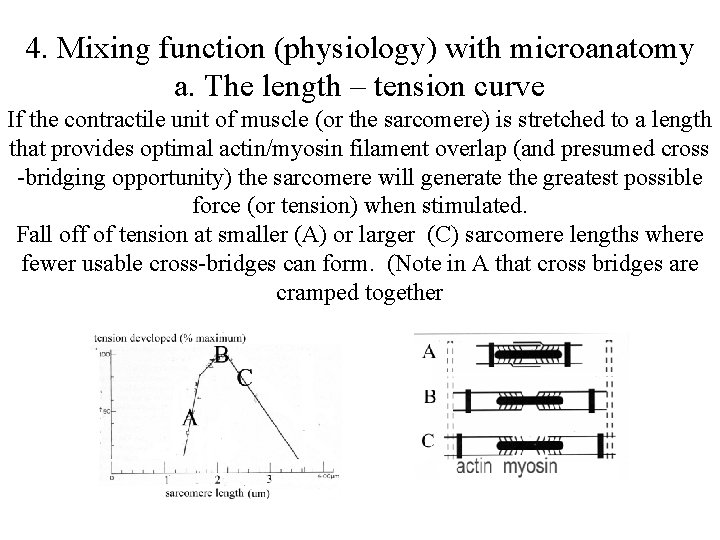 4. Mixing function (physiology) with microanatomy a. The length – tension curve If the