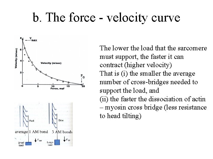 b. The force - velocity curve The lower the load that the sarcomere must