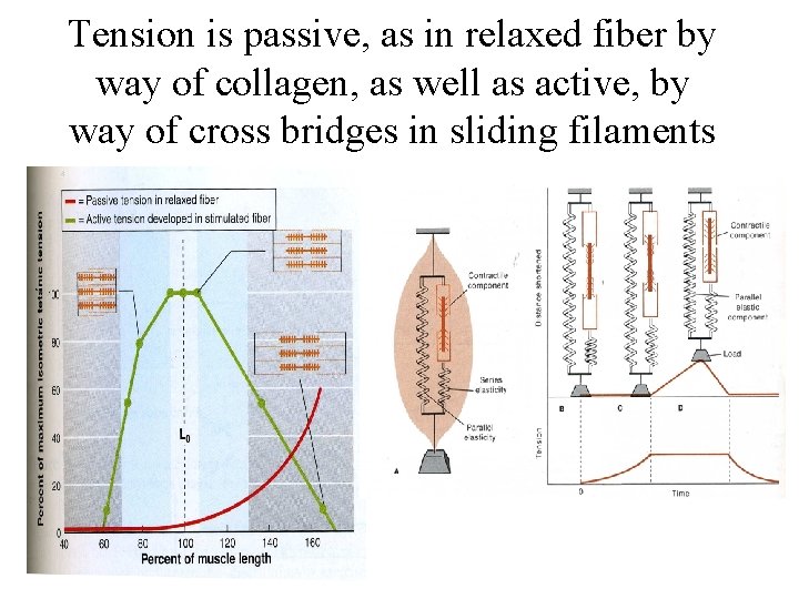 Tension is passive, as in relaxed fiber by way of collagen, as well as