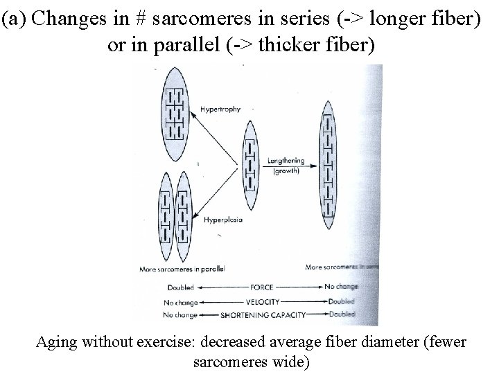 (a) Changes in # sarcomeres in series (-> longer fiber) or in parallel (->