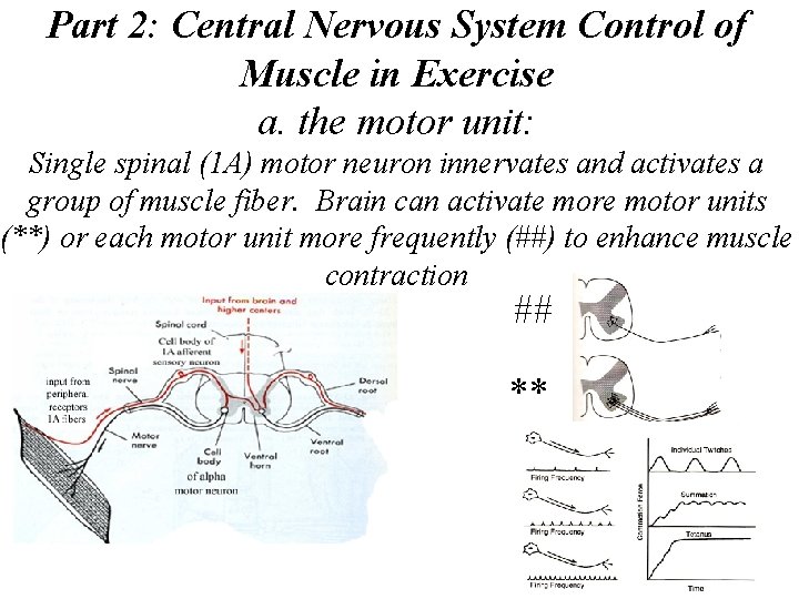 Part 2: Central Nervous System Control of Muscle in Exercise a. the motor unit: