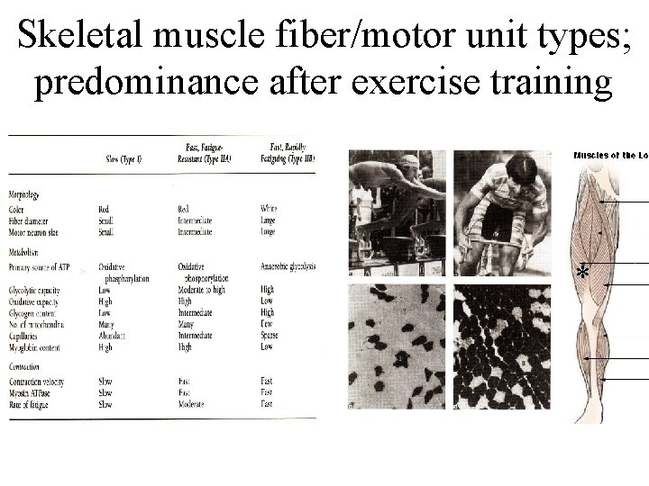 Skeletal muscle fiber/motor unit types; predominance after exercise training * 