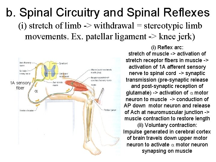b. Spinal Circuitry and Spinal Reflexes (i) stretch of limb -> withdrawal = stereotypic