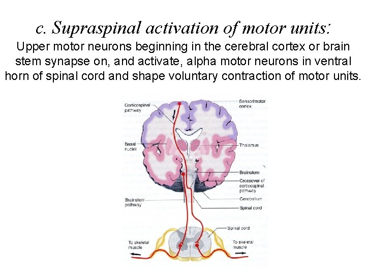 c. Supraspinal activation of motor units: Upper motor neurons beginning in the cerebral cortex