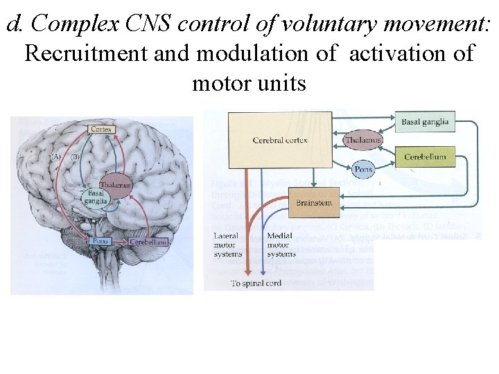 d. Complex CNS control of voluntary movement: Recruitment and modulation of activation of motor
