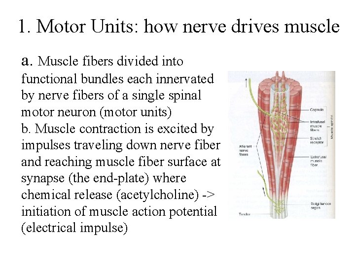 1. Motor Units: how nerve drives muscle a. Muscle fibers divided into functional bundles