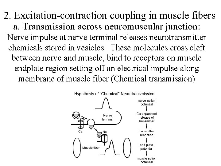 2. Excitation-contraction coupling in muscle fibers a. Transmission across neuromuscular junction: Nerve impulse at