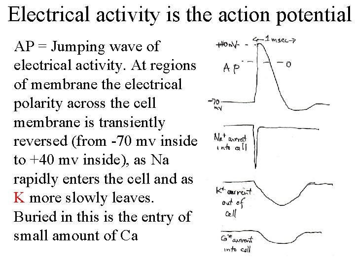 Electrical activity is the action potential AP = Jumping wave of electrical activity. At