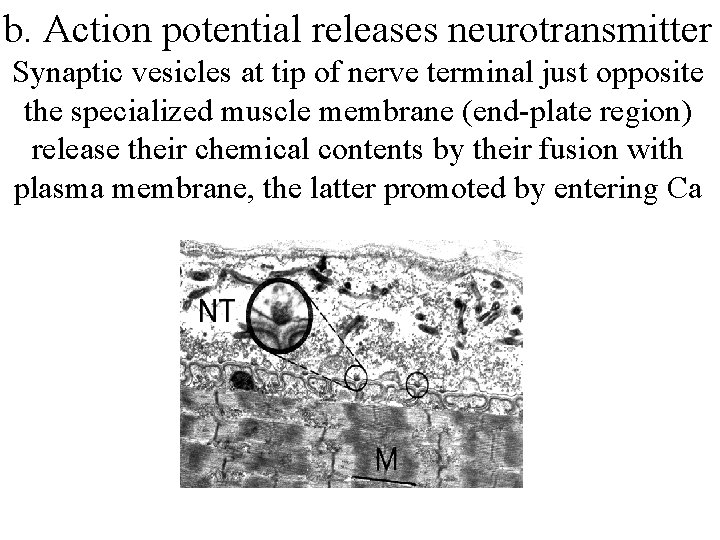 b. Action potential releases neurotransmitter Synaptic vesicles at tip of nerve terminal just opposite