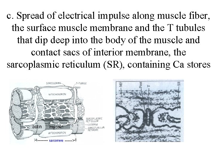 c. Spread of electrical impulse along muscle fiber, the surface muscle membrane and the