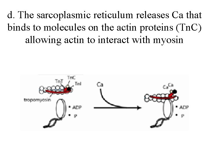 d. The sarcoplasmic reticulum releases Ca that binds to molecules on the actin proteins