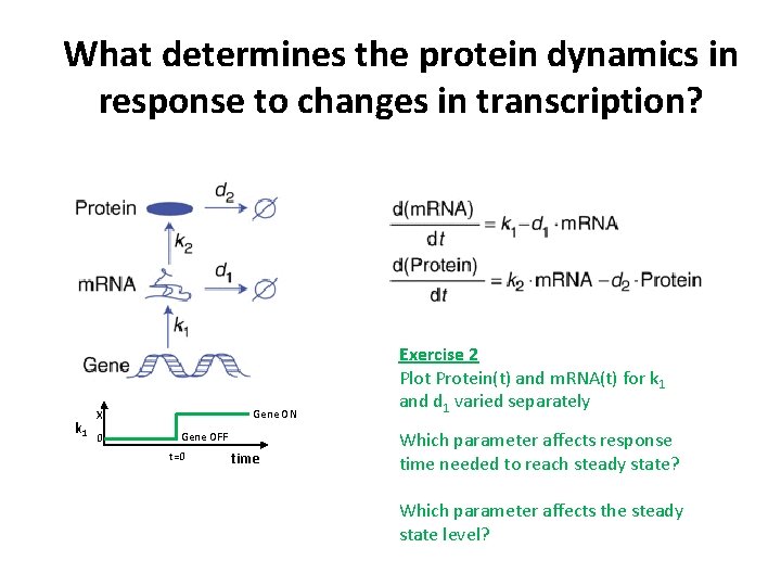 What determines the protein dynamics in response to changes in transcription? k 1 Gene