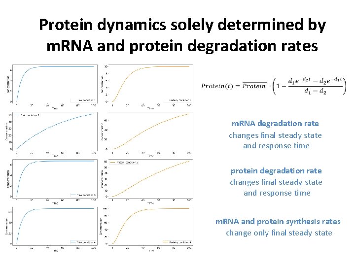 Protein dynamics solely determined by m. RNA and protein degradation rates m. RNA degradation