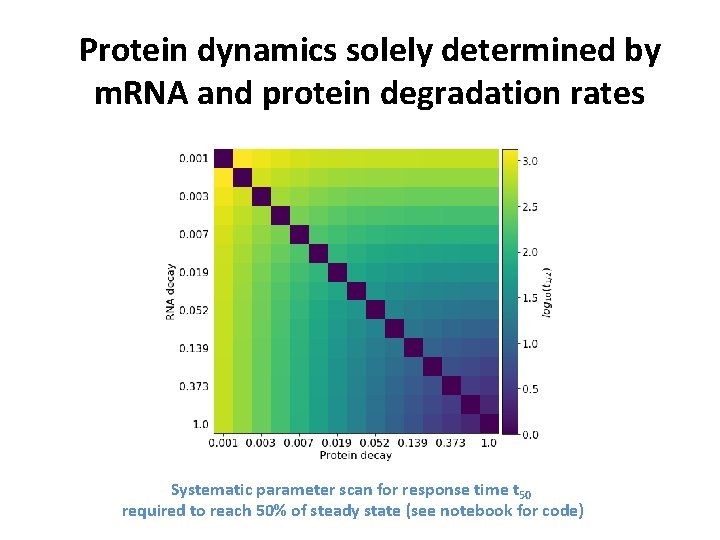Protein dynamics solely determined by m. RNA and protein degradation rates Systematic parameter scan