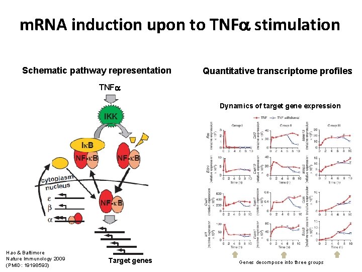 m. RNA induction upon to TNF stimulation Schematic pathway representation Quantitative transcriptome profiles TNF