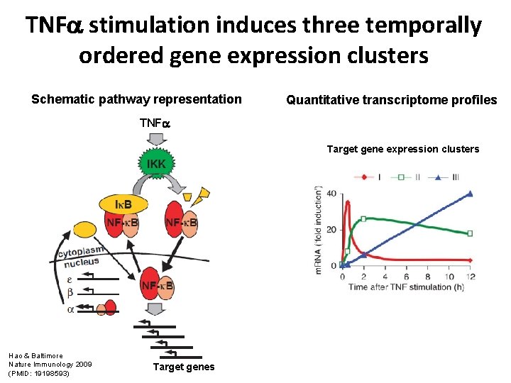 TNF stimulation induces three temporally ordered gene expression clusters Schematic pathway representation Quantitative transcriptome