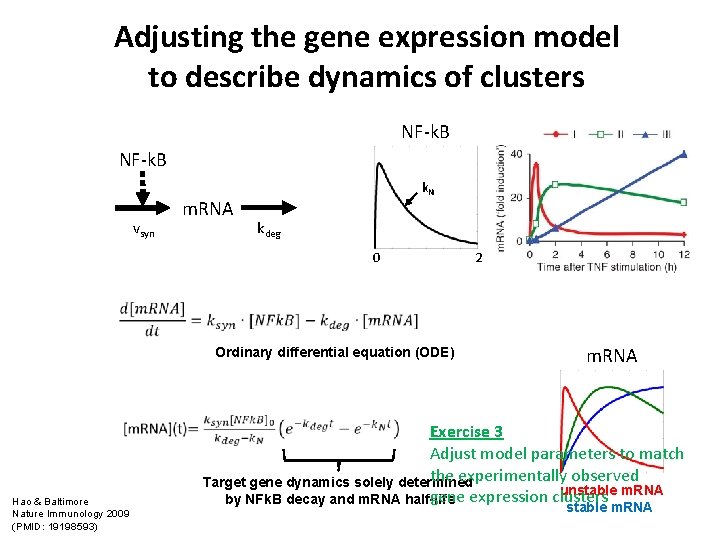 Adjusting the gene expression model to describe dynamics of clusters NF-k. B vsyn m.