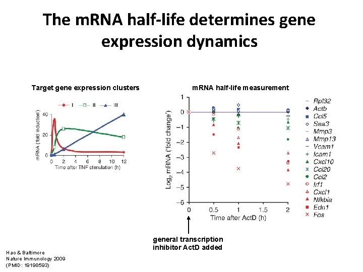 The m. RNA half-life determines gene expression dynamics Target gene expression clusters Hao &