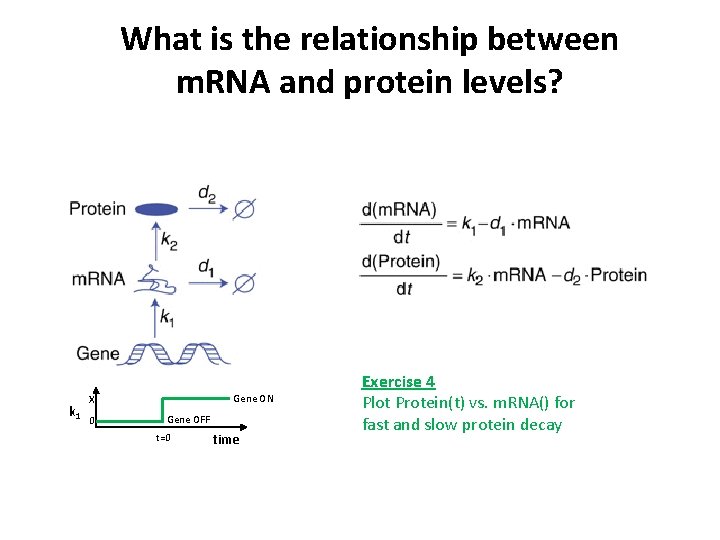 What is the relationship between m. RNA and protein levels? k 1 Gene ON