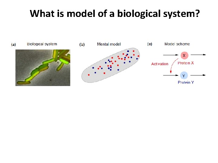 What is model of a biological system? (g) Comparison/fitting to data 