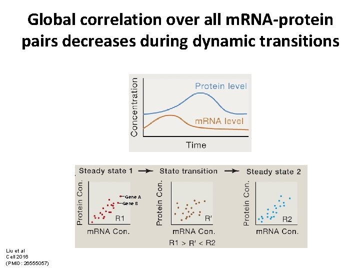 Global correlation over all m. RNA-protein pairs decreases during dynamic transitions Gene A Gene