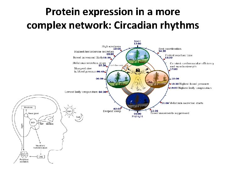 Protein expression in a more complex network: Circadian rhythms 