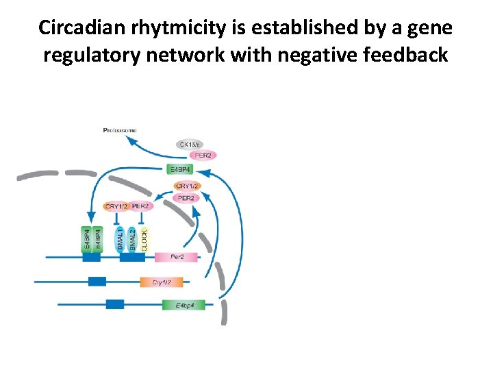 Circadian rhytmicity is established by a gene regulatory network with negative feedback 